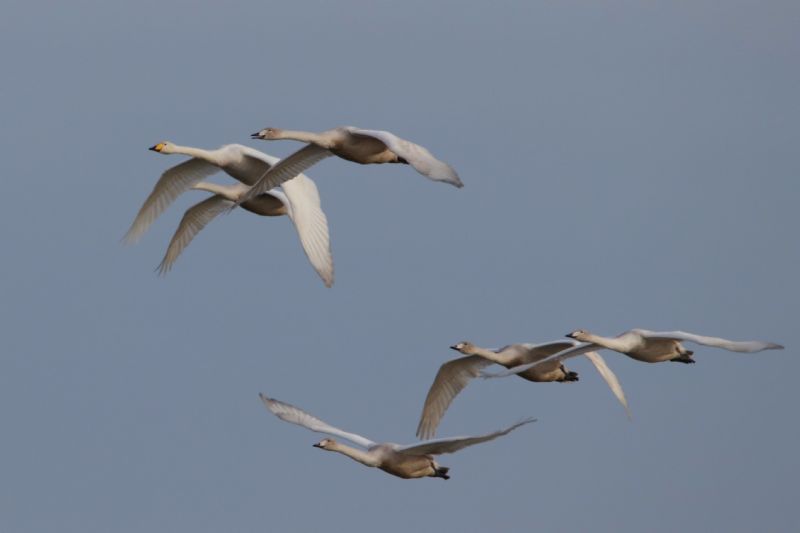 Whooper Swan - 25-10-2019