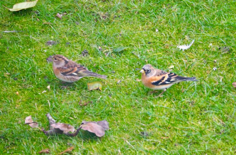 Brambling - 20-10-2019