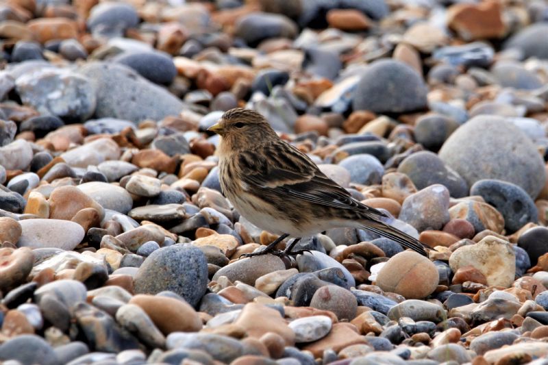 Twite - 29-10-2019