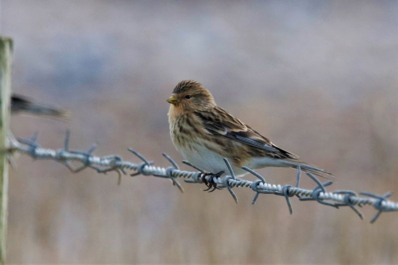 Twite - 29-10-2019