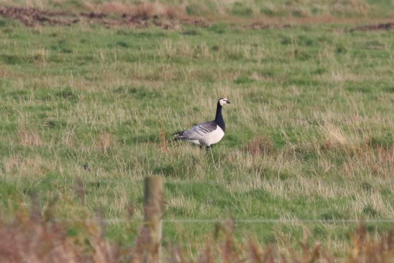 Barnacle Goose - 30-10-2019