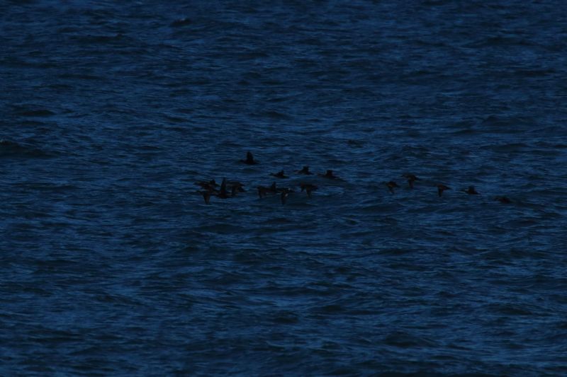 Velvet Scoter - 30-10-2019