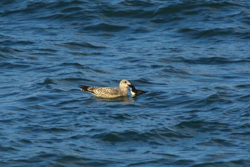 Little Auk - 30-10-2019