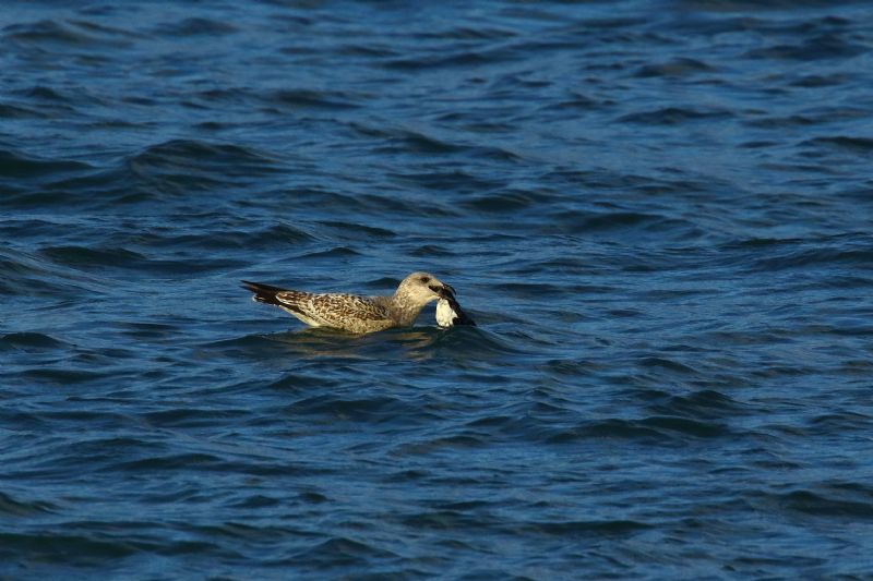 Little Auk - 30-10-2019