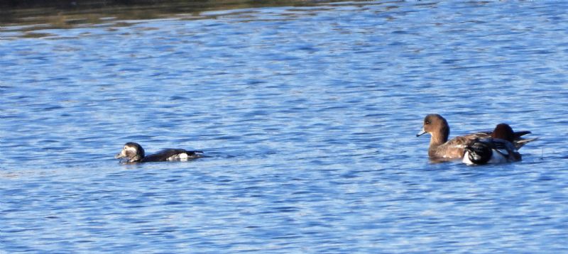 Long-tailed Duck - 05-11-2019