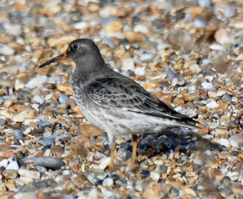 Purple Sandpiper - 09-11-2019