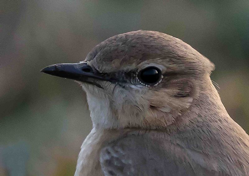 Isabelline Wheatear - 10-11-2019