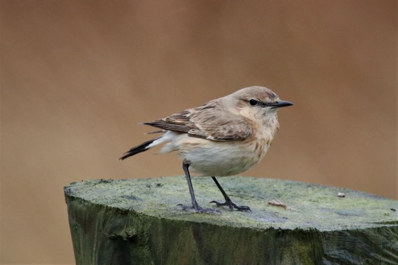 Isabelline Wheatear - 11-11-2019