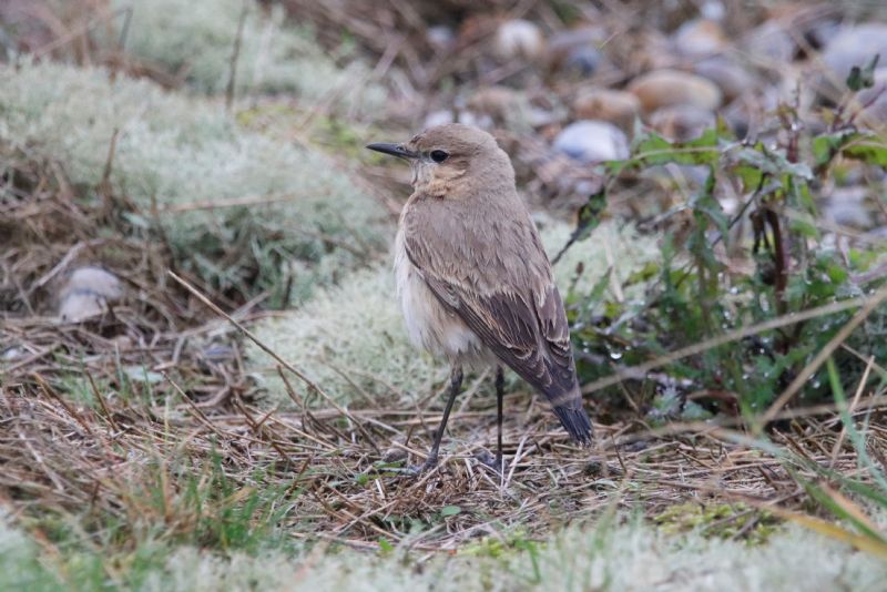 Isabelline Wheatear - 11-11-2019