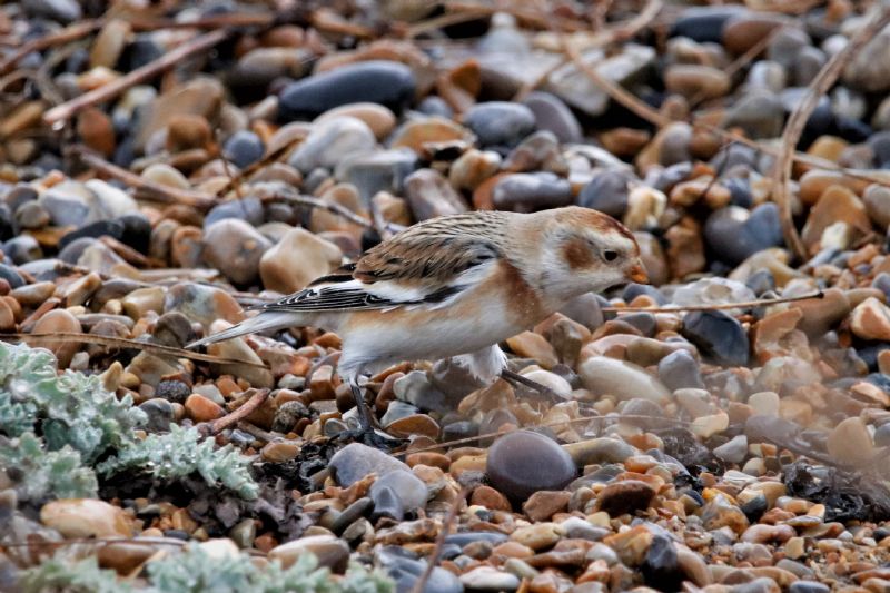 Snow Bunting - 11-11-2019