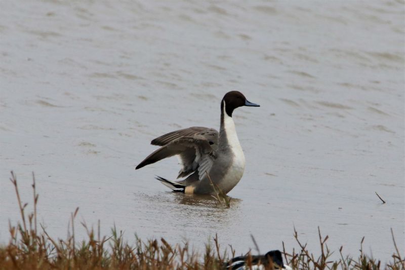 Pintail - 11-11-2019