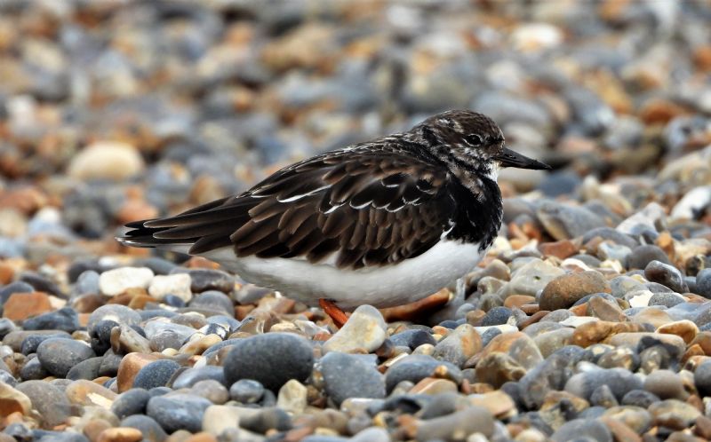 Turnstone - 15-11-2019