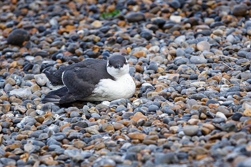 Guillemot - 06-11-2019