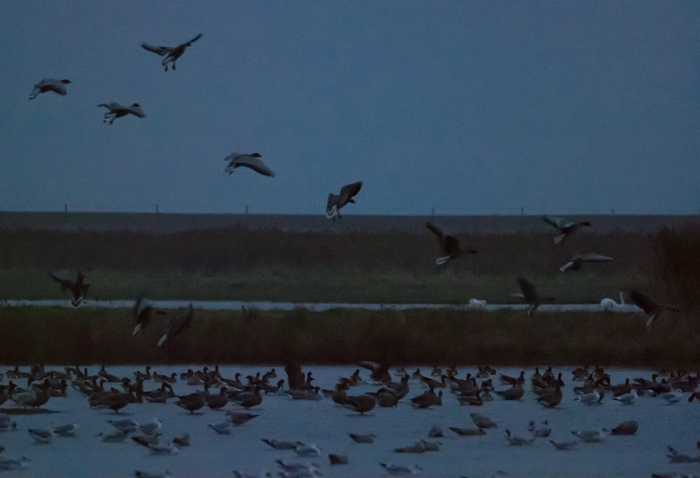 Pink-footed Goose - 22-11-2019