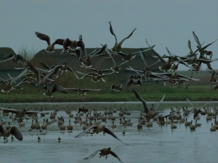 Pink-footed Goose - 22-11-2019