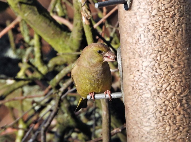 Greenfinch - 02-12-2019