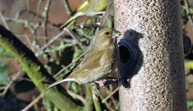 Greenfinch - 02-12-2019