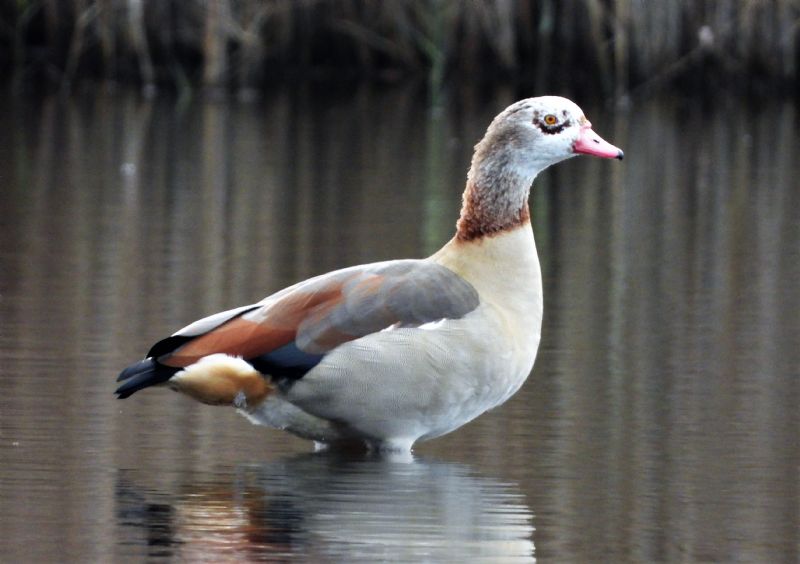 Egyptian Goose - 03-12-2019