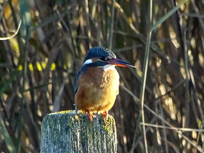 Kingfisher - 04-12-2019