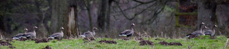 White-fronted Goose - 14-12-2019