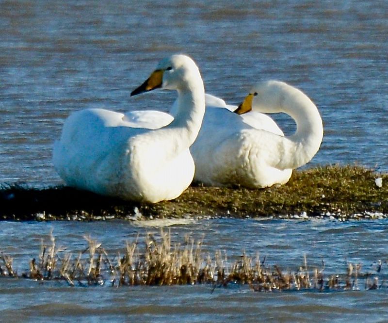 Whooper Swan - 04-01-2020