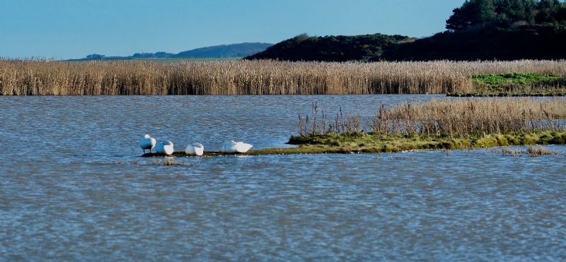 Whooper Swan - 04-01-2020