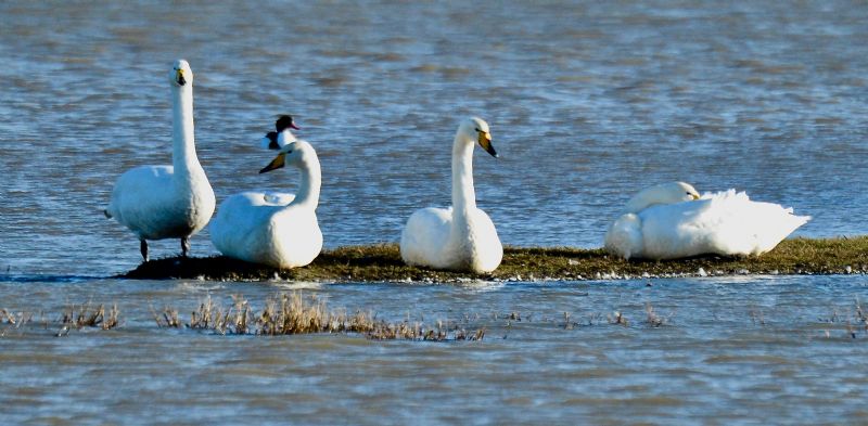 Whooper Swan - 04-01-2020