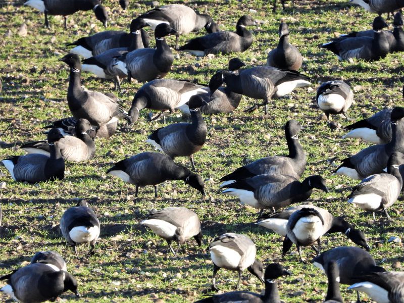 Dark-bellied Brent Goose - 20-01-2020