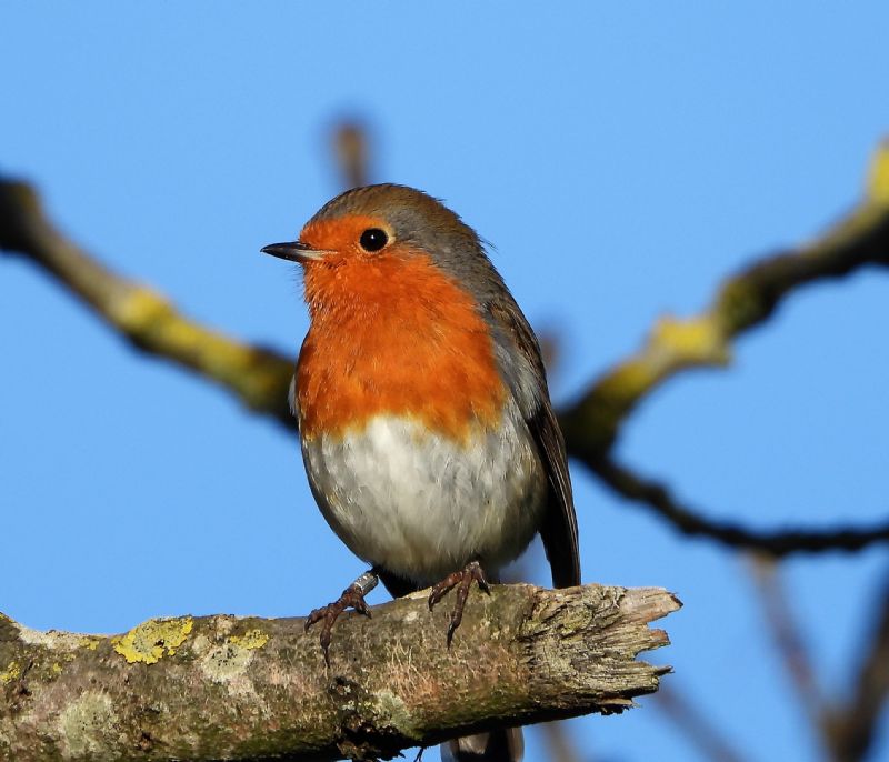 Robin - 20-01-2020