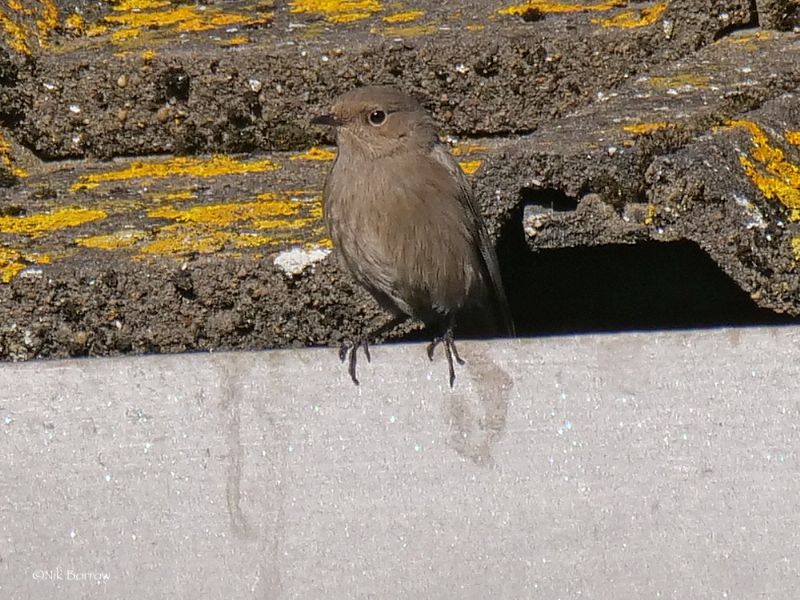 Black Redstart - 20-01-2020