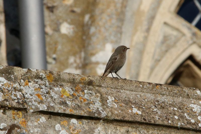 Black Redstart - 21-01-2020