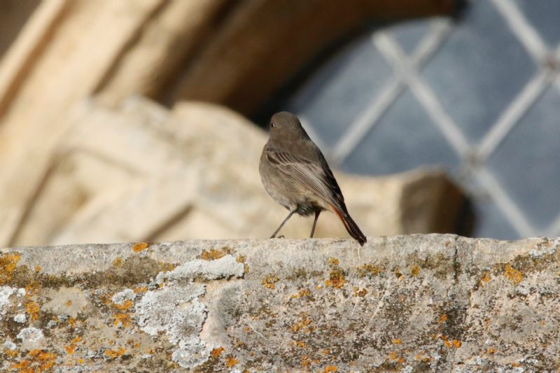 Black Redstart - 21-01-2020