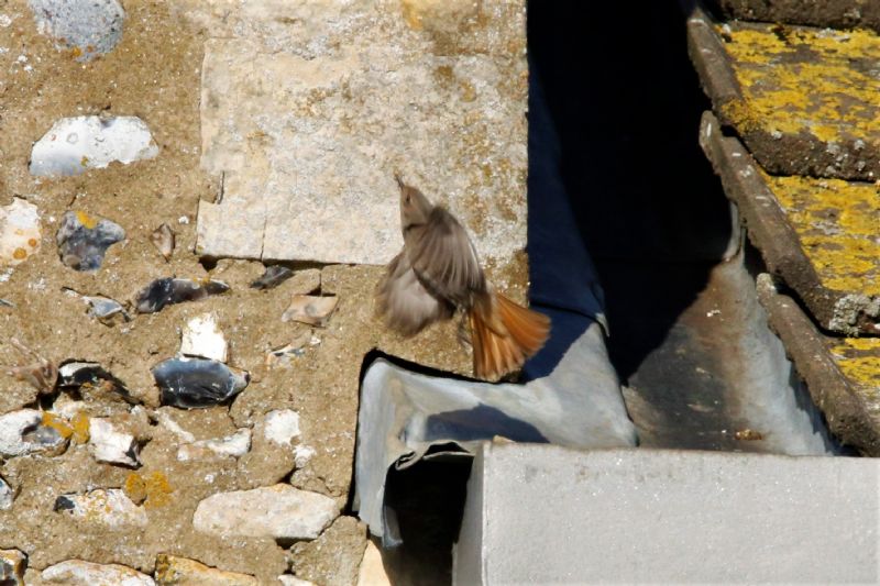 Black Redstart - 21-01-2020