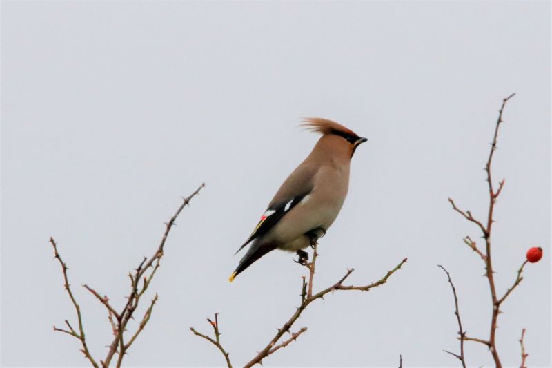 Waxwing - 23-01-2020