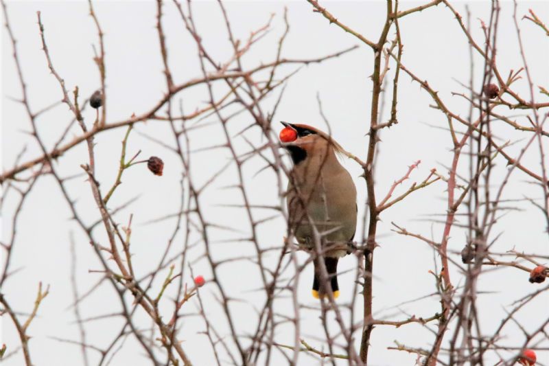 Waxwing - 23-01-2020