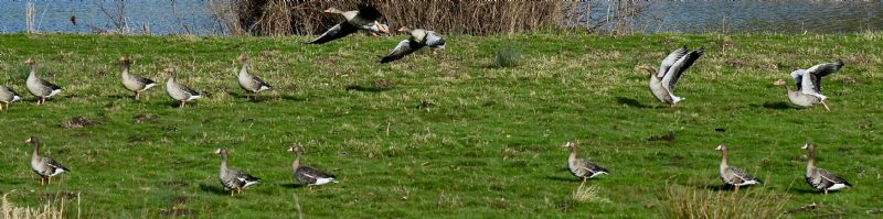 White-fronted Goose - 01-02-2020