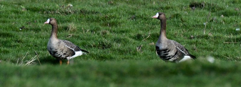 White-fronted Goose - 01-02-2020