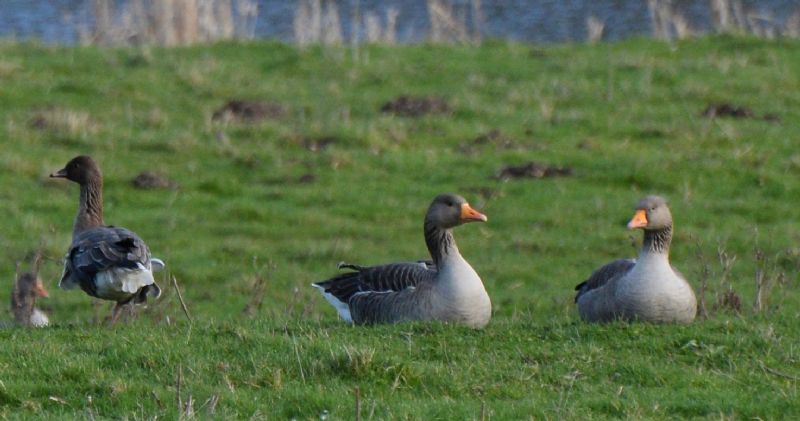 White-fronted Goose - 01-02-2020