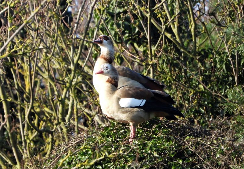 Egyptian Goose - 05-02-2020