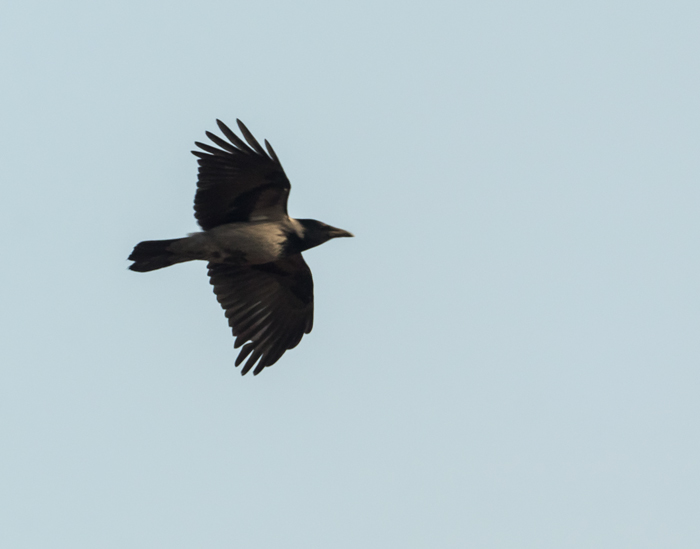 Hooded Crow - 07-02-2020