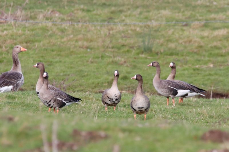 White-fronted Goose - 08-02-2020