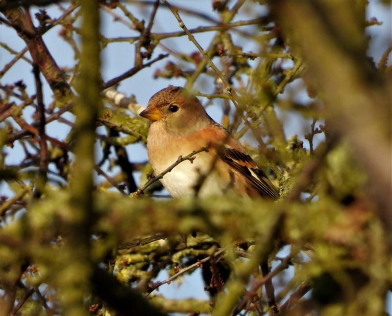 Brambling - 13-02-2020