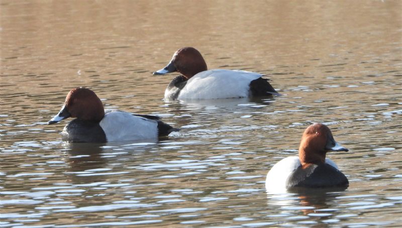 Pochard - 19-02-2020