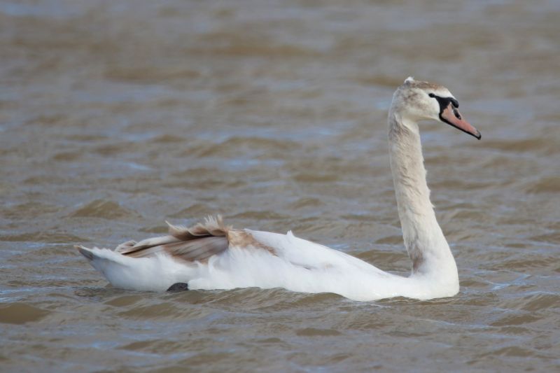 Mute Swan - 23-02-2020