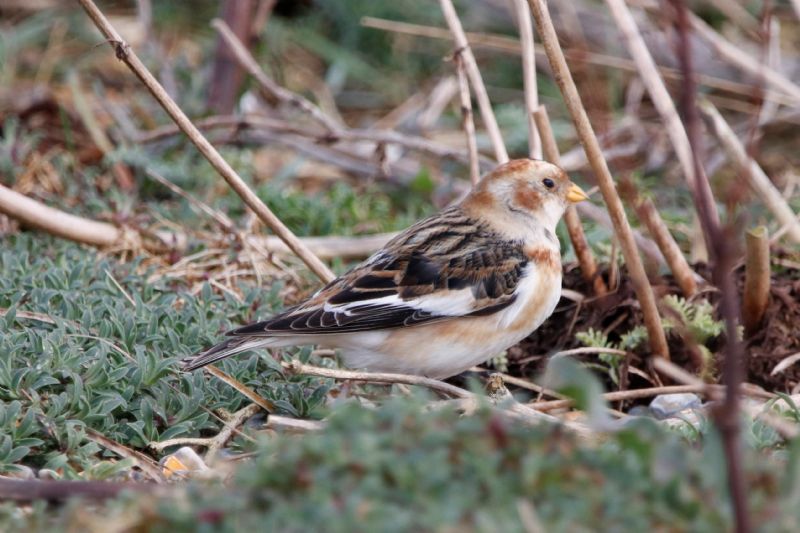 Snow Bunting - 25-02-2020