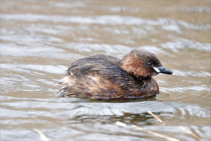 Little Grebe - 25-02-2020