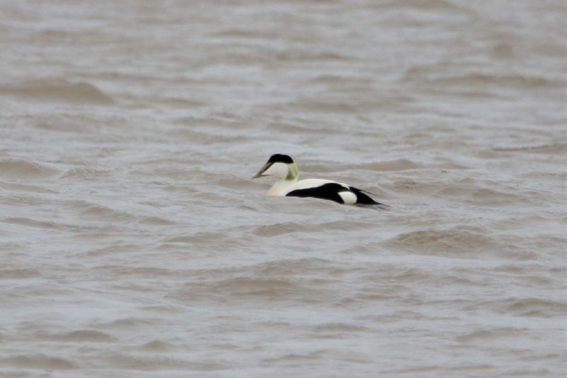 Eider - 28-02-2020