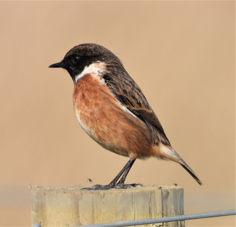 Stonechat - 04-03-2020