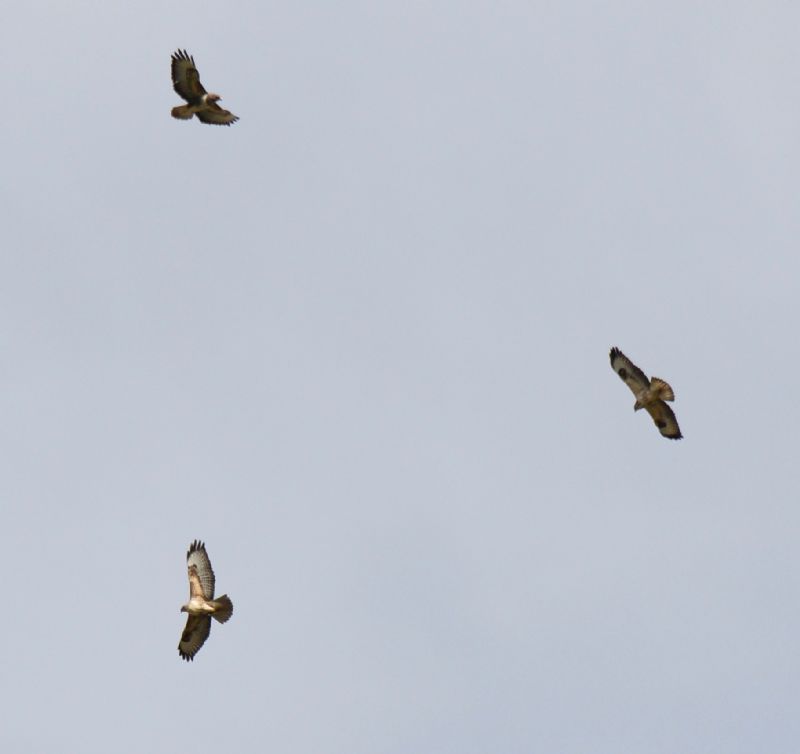 Buzzard - 02-03-2020