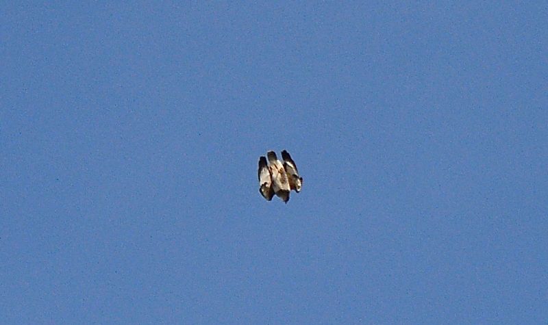 Buzzard - 02-03-2020